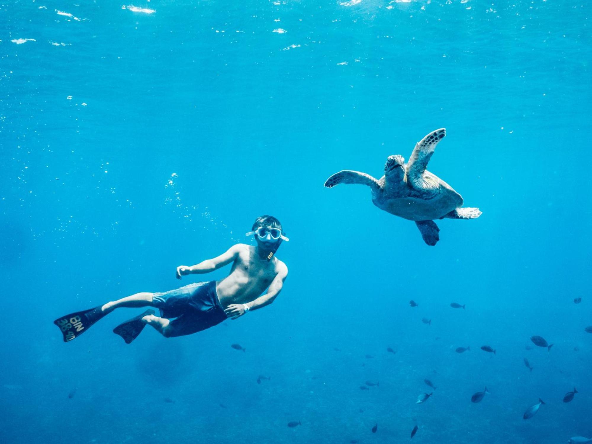 Mad Monkey Gili Trawangan Hostel Luaran gambar A green sea turtle and a free-diver